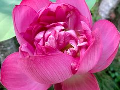 -陈家山荷花公园