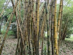 -荔香公园