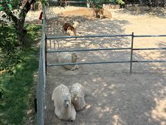 -青藏高原野生动物园