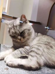 -飞梵造型
