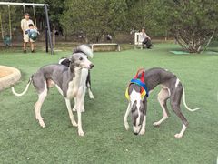 -爪吧宠物乐园 (温榆河示范区店)