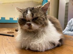 -猫小院猫主题咖啡厅(北锣店)