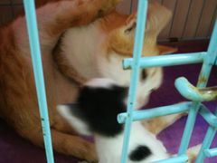 -瑞鹏宠物医院·骨科·猫科·内科(第一中心)