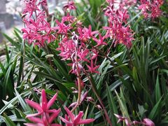 -龙大花卉苗木市场