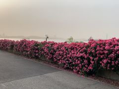 -上海滨江森林公园