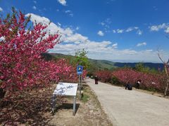 -北京西山国家森林公园