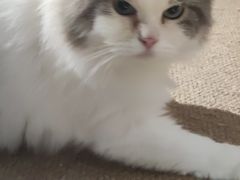 -more than meow吴止猫主题餐厅(承德 中船汇店)