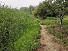 -大兴滨河森林公园