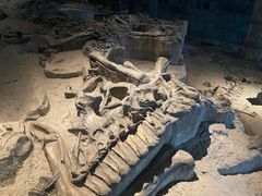 -自贡恐龙博物馆