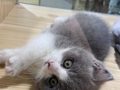 -屋虎猫馆(宝安大仟里店)