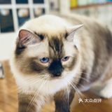 猫生百态·治愈时间·猫咖初体验