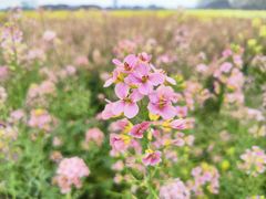 -中国天府农业博览园