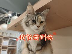 -Honey Bacca 哈尼芭卡高端萌宠(朝阳大悦城店)