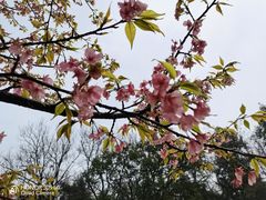 -杭州植物园