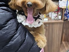 -心仪动物医院·牙专科·肿瘤·心脏科(西客站院)