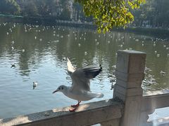 -翠湖公园