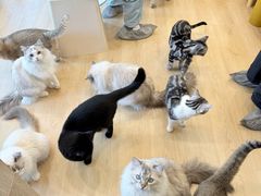 -有喵·猫咖·狗咖·30几只猫10只小狗(岗厦店)