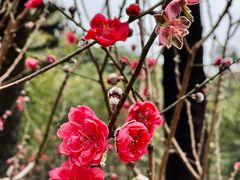 -桃花涧