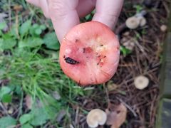 -帽儿山国家森林公园