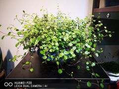 -何兮花店·气球派对鲜花店(马桥银春路万科城店)