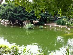 丹顶鹤?-九龙公园