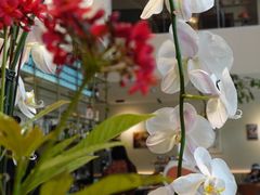-花神·轻食简餐·咖啡馆·花卉绿植(荷兰花卉小镇店)