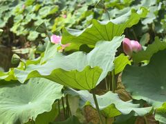 -陈家山荷花公园