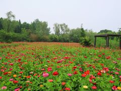 -溱湖国家湿地公园