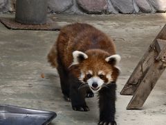 -栾川竹海野生动物园