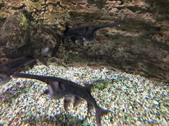 -迪拜水族馆及水下动物园