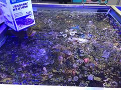 -盒马鲜生(大成店)