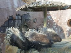 -大连森林动物园