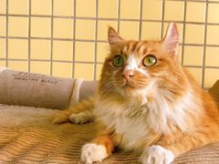 -宠物星动物医院·眼科·异宠·猫科(江南大道总院)