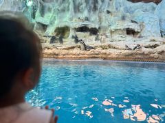 -帝企鹅自助餐厅•儿童岛•真企鹅(长隆企鹅酒店)