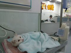 -达爱动物医院·犬猫分区·CT·复杂眼科(远洋山水分院)
