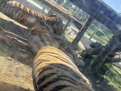 -西霞口神雕山野生动物世界