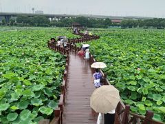 -荷塘月色湿地公园·向阳花洲