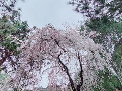 -西安青龙寺遗址景区