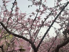 -河北省园博园