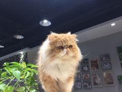 -藏猫猫咖啡主题馆(中央大道店)