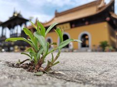 -净心庵