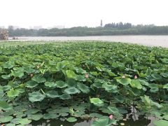 -大兴滨河森林公园