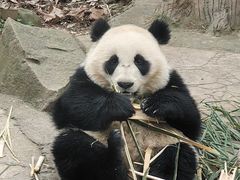 -都江堰中华大熊猫苑