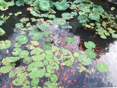 -苏州严家花园