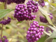 -西湖风景区-江洋畈生态公园