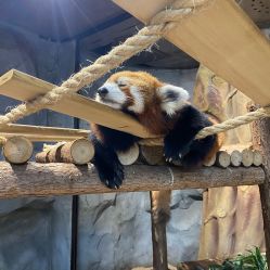 -Zoolung Zoolung动物主题公园(海信广场店)