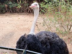 -深圳野生动物园