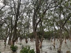 -宝安西湾红树林湿地公园