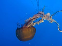 -太平洋海底世界