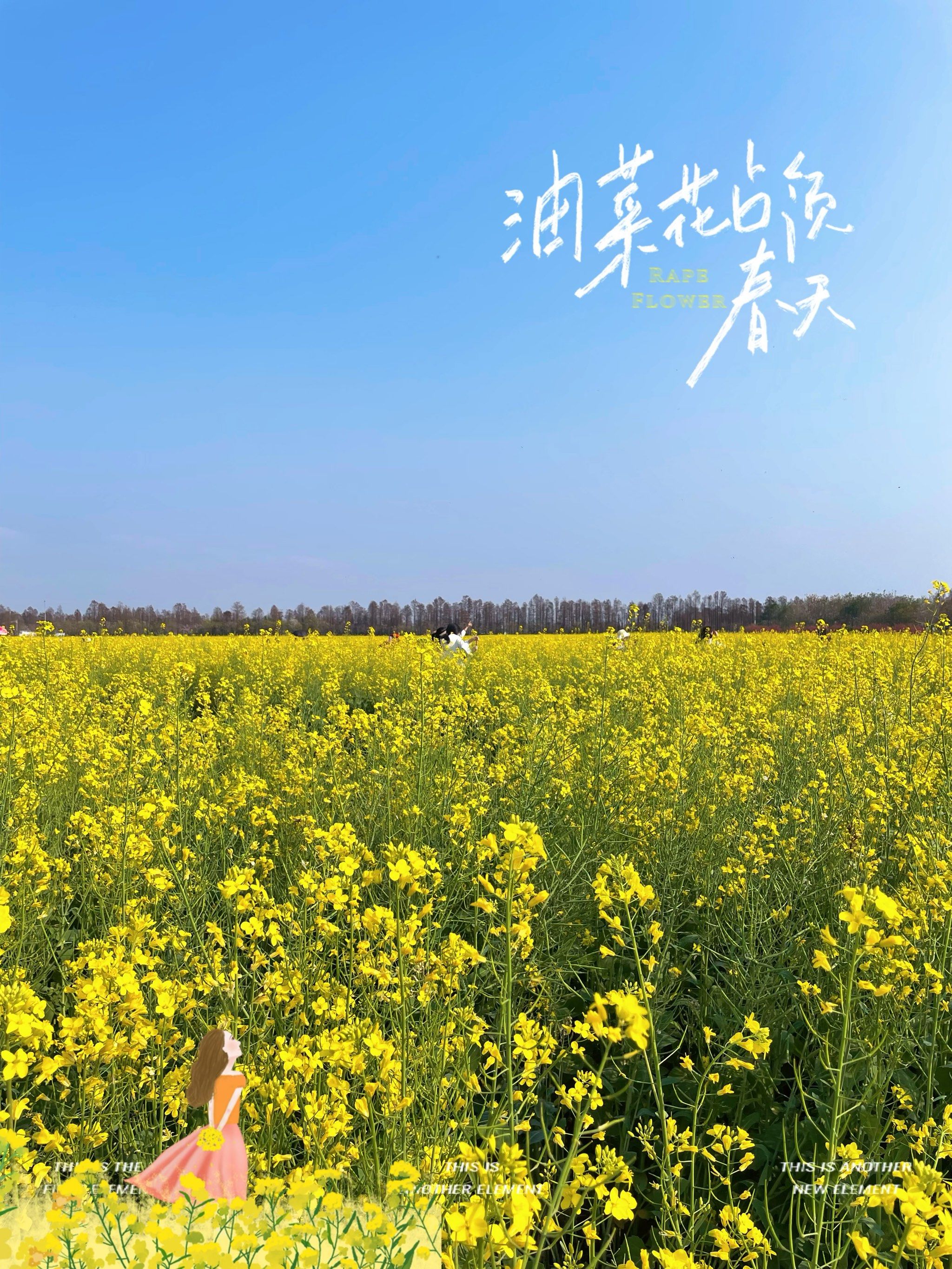 一大片油菜花和格桑花!春季去江门赏花海!